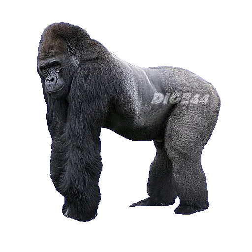 горилла, горилла самец, горилла 250 кг, горилла думает, горилла прозрачном фоне