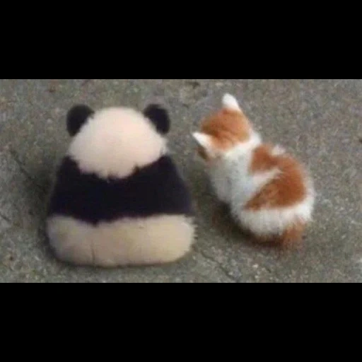 gato, panda, pessoas, gato fofo, fluffy animals