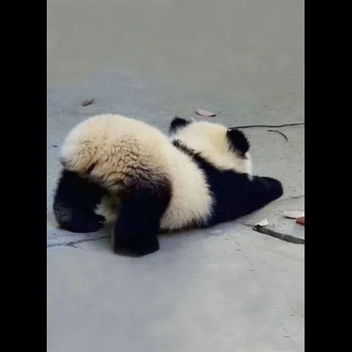 alikhan, animal fofo, panda engraçado, animal alegre, little pandoc