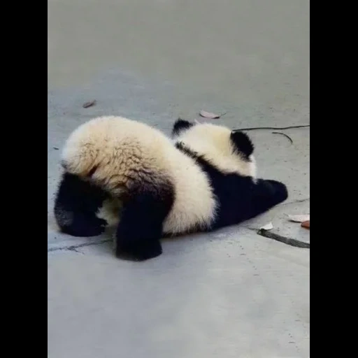 alikhan, les animaux sont mignons, hilarant panda, animaux joyeux, pandotch jr