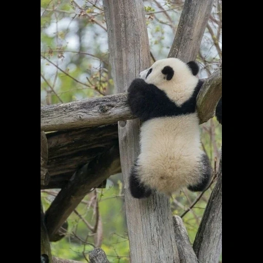 panda humour, panda suspendu, arbre à panda, les pandas sont drôles, les pandas sont des animaux dangereux