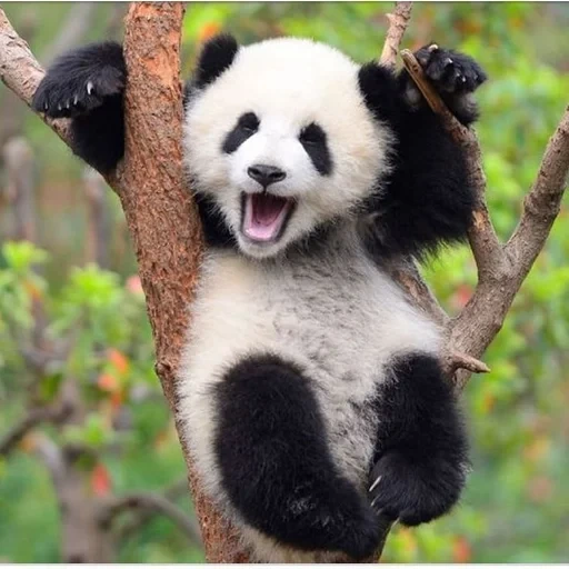 the panda, der panda panda, the giant panda, die pandatiere, the giant panda