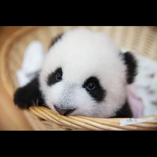 панда, малыш панда, няшные панды, панда маленькая, панда маленькая милая