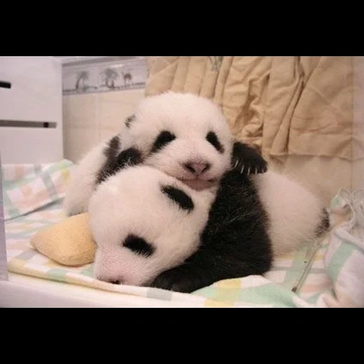панда, панда панда, панда милая, большая панда, большие панды