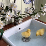 duckling, serials, animals are cute, interesting little animals, domestic plant