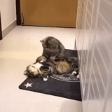cat, котик, смешные кошки, животные кошки, ветеринарная клиника