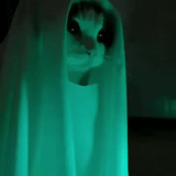 hantu, fantôme, effrayant, fantôme, planche ghost cat uidgi