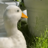 duck, duck duck, duck white, duck duckling, duck mallard duck white
