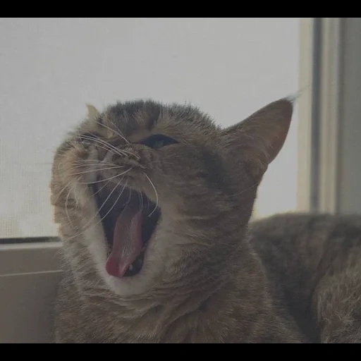 кот, кот зевнул, зевающий кот, зевающие коты, кот зевает мем