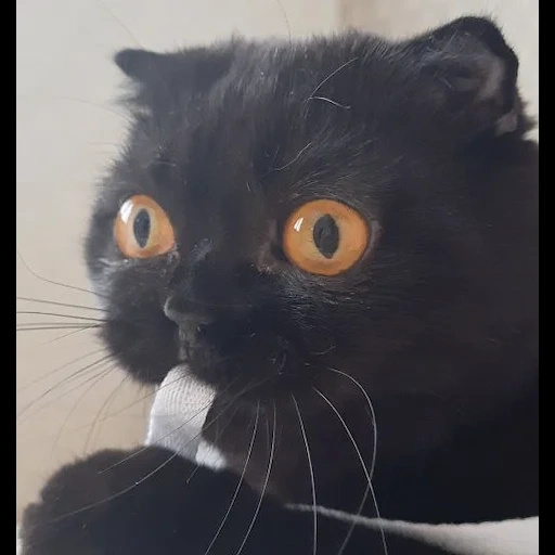 кот черный, черный котик, черный кот мема, бомбейская кошка, шотландская кошка