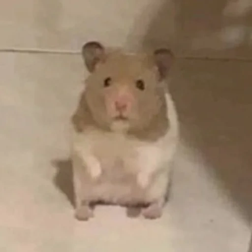hamster, meme hamster, syrian hamster, common hamster, the hamster sat in his pocket