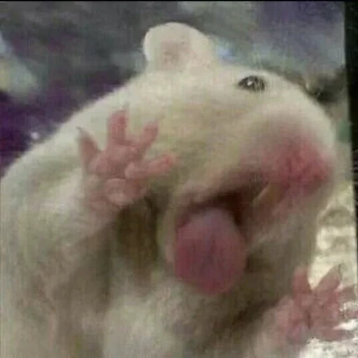 hamster, hamster, hamster meme, hamster hilarious, hamsters licking glass