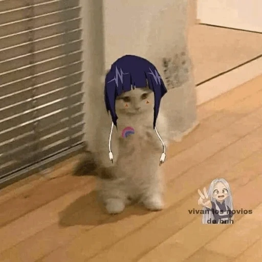 кот, anime cat, аниме смешные, котики смешные, мемы аниме смешные