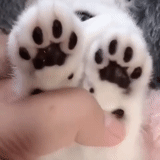 animals, cat paws, cat foot, the animals are cute, charming kittens