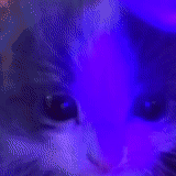 kucing, kucing, manusia, lichen di bawah lampu, lichen di bawah lampu kayu