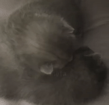 cat, human, previous, newborn kittens