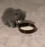 cat, cat, cats, animal cats, kitten sour cream