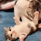 cat, cat, a cat, animal cats, cute cats video