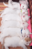 gatito blanco, gatos, gatito bouguer, gatito encantador, recién nacidos felinos de bugdor