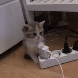 cat, kote, cat cat, a cat, the cat is a socket