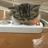 cat, kote, cats, cat roomba 144p, animals are funny