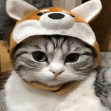 gato, lindo gato, lindo sello, lindo sombrero de gato, súper sonrisa de gato meng
