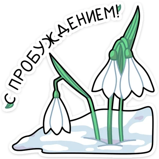 snowdrops, we draw snowdrops, snowdrop drawing, drawing snowdrops, snowders drawing with a pencil