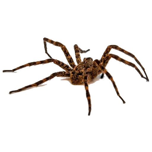 spider, okumo, spider tarantula, domestic spider, brown spider