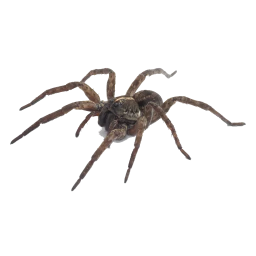 spider, spider wolf, spider house, domestic spider, okumo