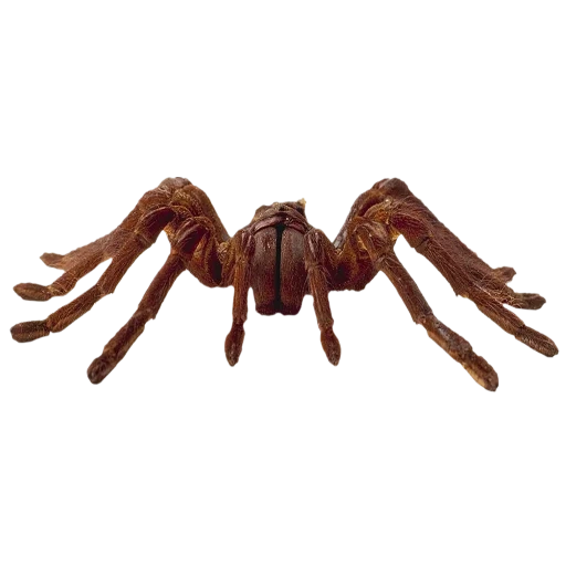 spinnen, spielzeugspinne, spinnen tarantula, spielzeugspinne, 3d modellspinnen tarantula