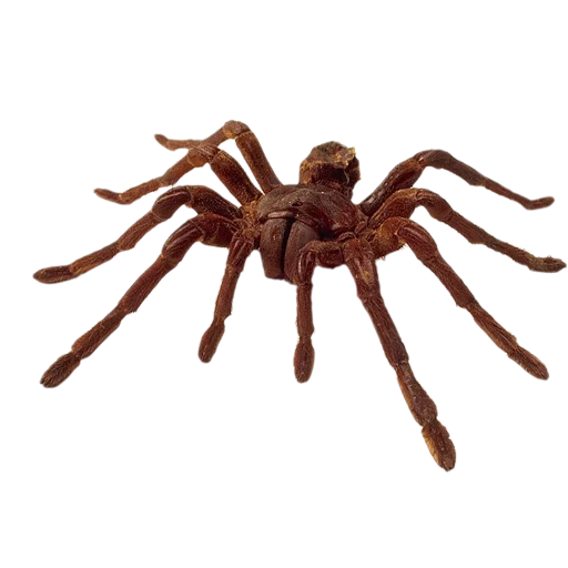 spider, spider spider, paul the spider, tarantula 3d, photoshop spider