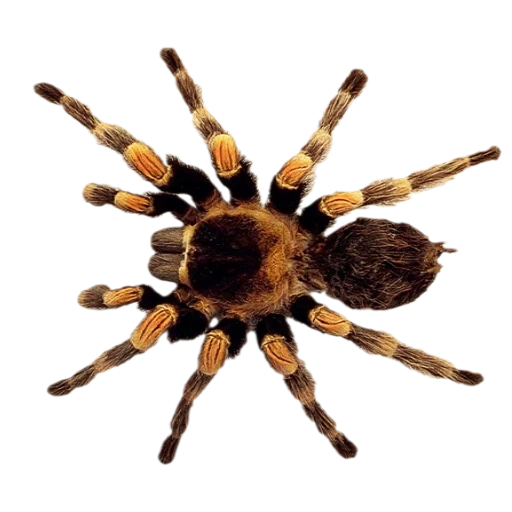 tarantula spider, braune spinne, spinnen tarantula von oben, spinnengeflügelhaus von oben, spinnenkreuz mit einem weißen hintergrund
