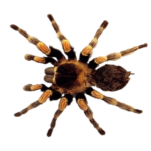 araignée de tarentule, araignée brune, tarantule d'araignée d'en haut, maison de volaille d'araignée d'en haut, croix d'araignée avec un fond blanc