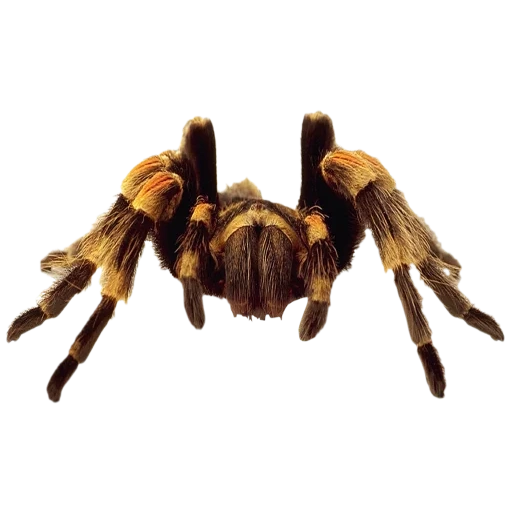 araignée, tarentules, tarentule d'araignée, vue d'araignée du haut, araignée avec un fond blanc dessinant la tarentule