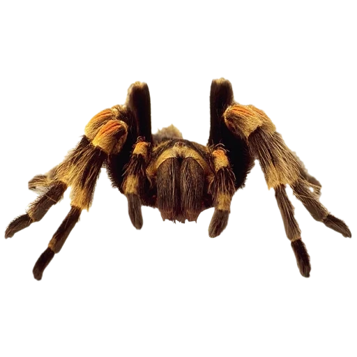 spinne, tarantulas, spinnen tarantula, spinnenansicht von top, spinne mit einem weißen hintergrund zeichnet tarantula