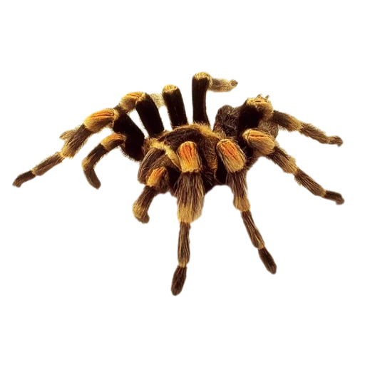 laba-laba, tarantula, laba-laba tarantula, laba-laba latar belakang transparan, pemakan laba-laba schleich