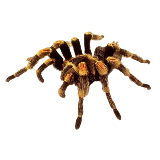 araña, tarántula, tarántula de araña, araña con fondo transparente, casa de aves de corral de schleich spider