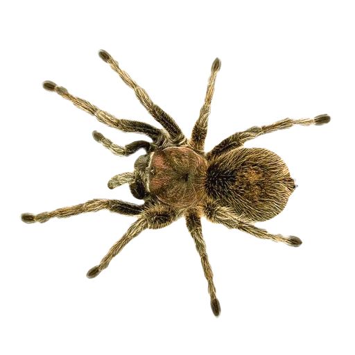 aranha, tarântula, tarântula aranha, aranha de aranha de lado, tarântula arachnida golias