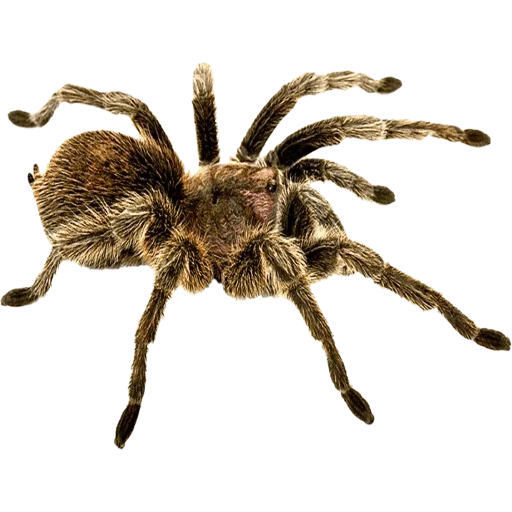 pavé, araignées, république de volaille d'araignée, tarentule d'araignée, tarantula avec un fond blanc