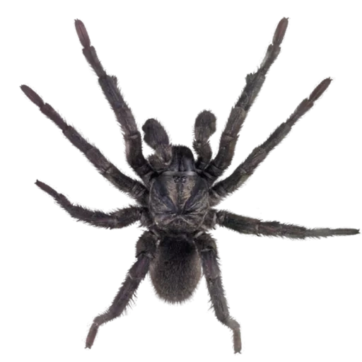 пауки, паук черный, тарантул паук, паук без фона, большой черный паук