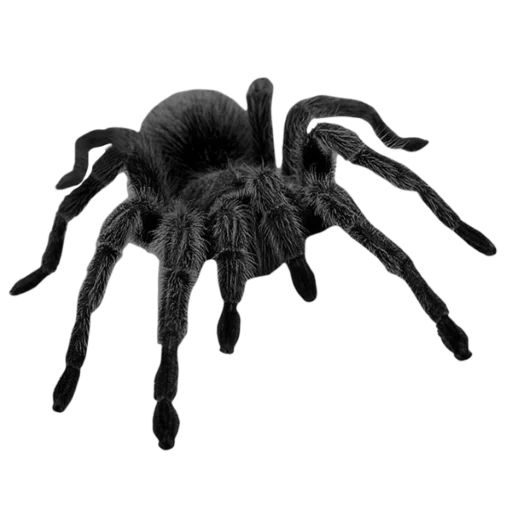 araignée, l'araignée est noire, araignée sans fond, tarentule d'araignée, tarantule d'araignée sur le côté