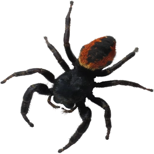 spider, spider, white-bottomed spider, black widow spider, transparent background spider