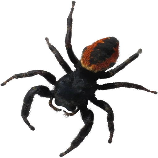 spinne, paukan, spinne mit einem weißen hintergrund, schwarze witwe, spinne mit einem transparenten hintergrund