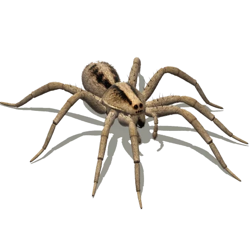 spinnen, transparent, spinnen tarantula, nikola larini, braune spinne