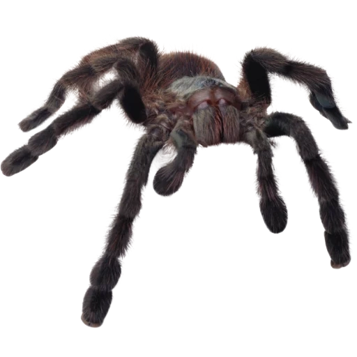 laba-laba, spider-man d100, laba-laba besar, laba-laba tarantula, laba-laba dengan latar belakang putih