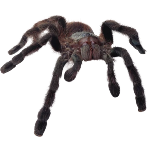 spinne, spinnen d100, die spinne ist groß, spinnen tarantula, spinne mit einem weißen hintergrund