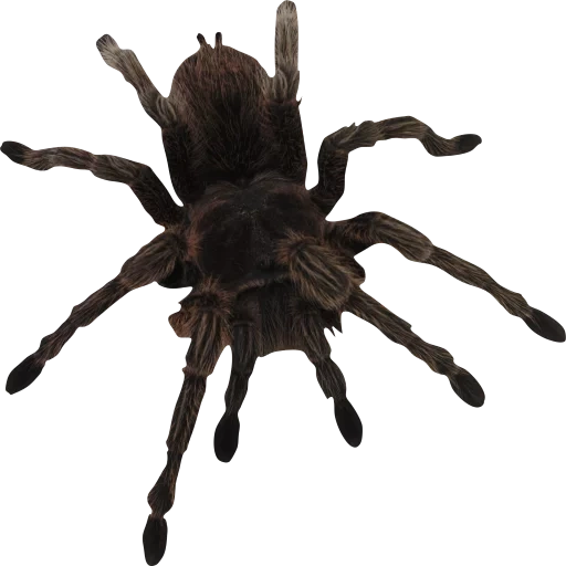 transparent, spider without background, white-bottomed spider, niconenko sergei, transparent background spider