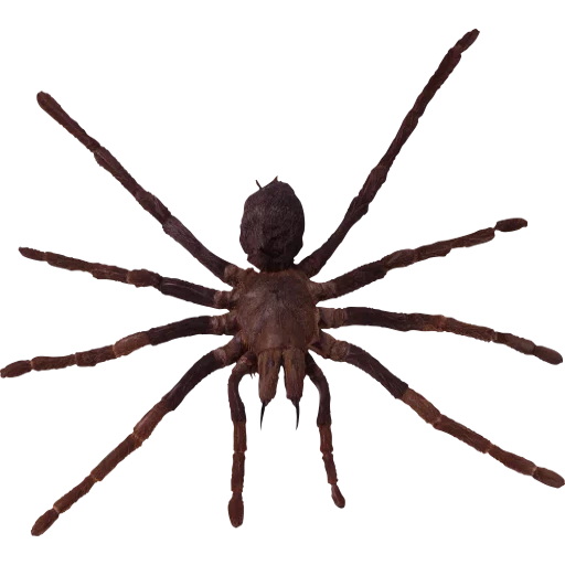 spider, insect, tarantula spider, domestic spider, spider green screen