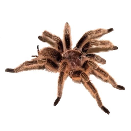 tarantula, deviantart, laba-laba tarantula, spider brown, pemakan laba-laba schleich