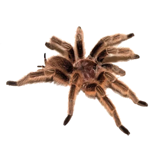 tarantula, deviantart, tarântula aranha, aranha marrom, pássaro de aranha schlehi